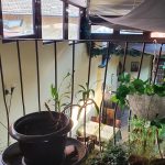 https://karpatiaettermek.hu/wp-content/uploads/2021/08/Pancsova-Poco-Loco-Etterem-2-150x150.jpg