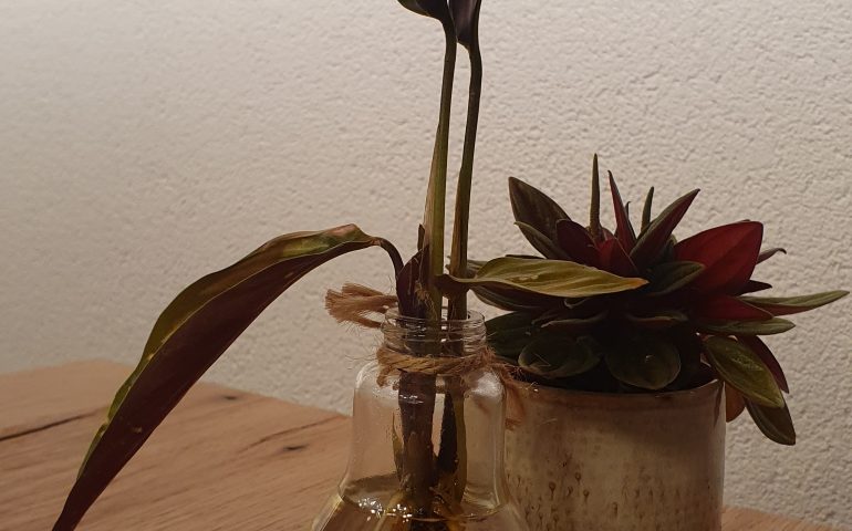 https://karpatiaettermek.hu/wp-content/uploads/2023/04/20230405_224418-770x480.jpg